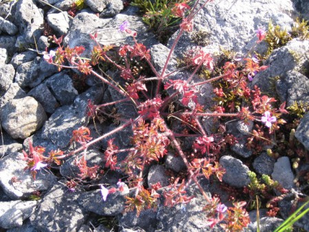 Retk Sõrve loodusesse - pbwiki